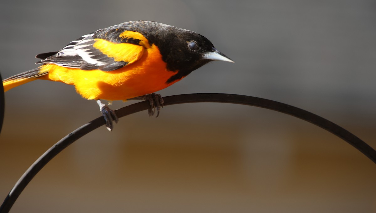 Baltimor Turpiyalı - ML646992002