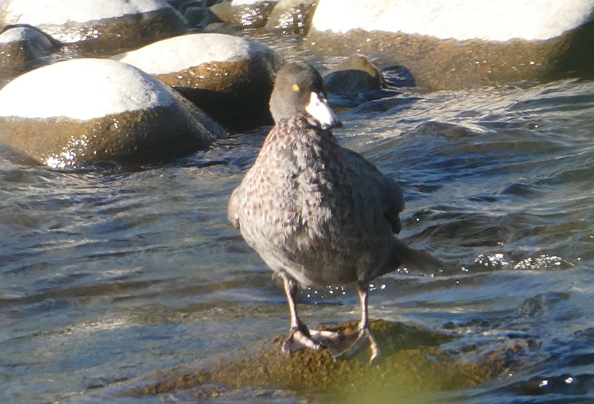 Canard bleu - ML646992008