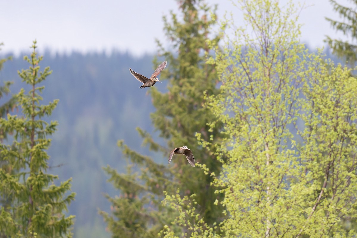Eurasian Woodcock - ML646992011