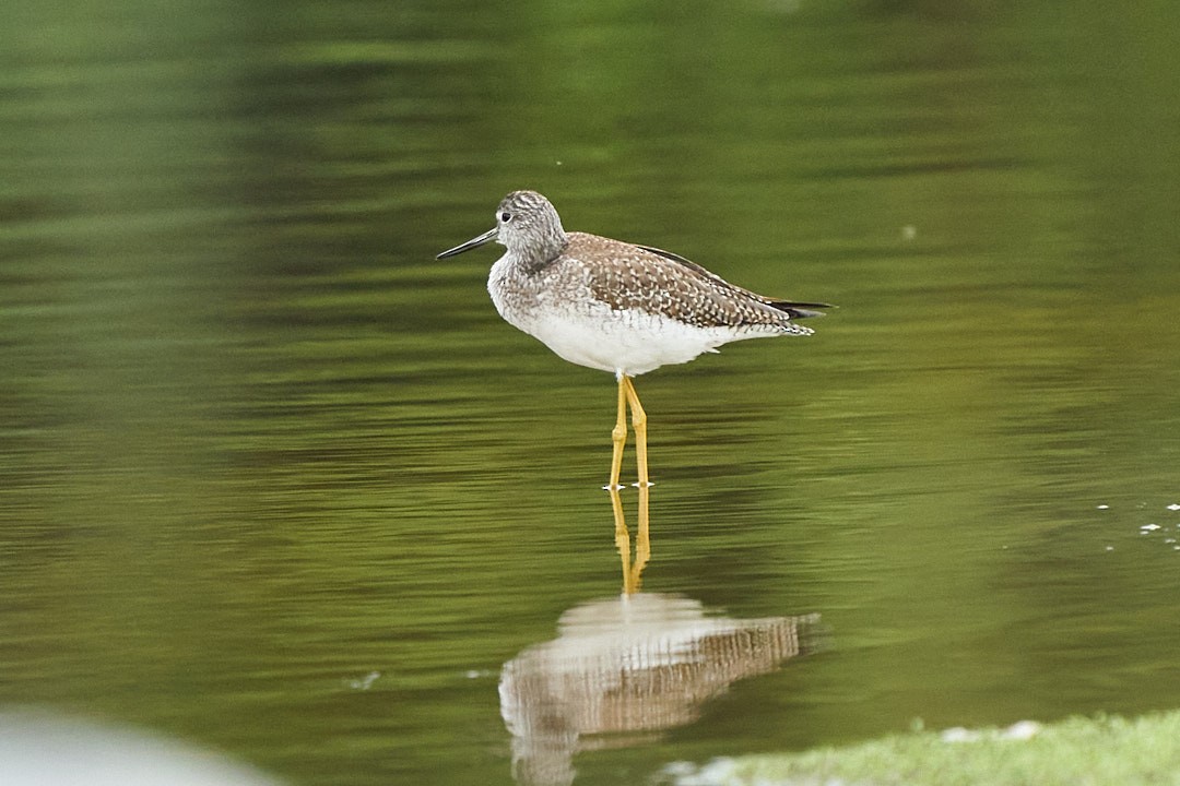 Lesser Yellowlegs - ML646992012