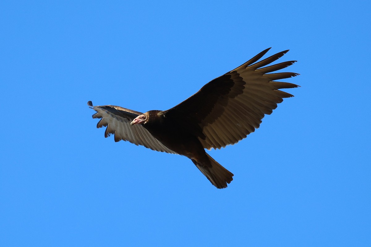 Turkey Vulture - ML646992013