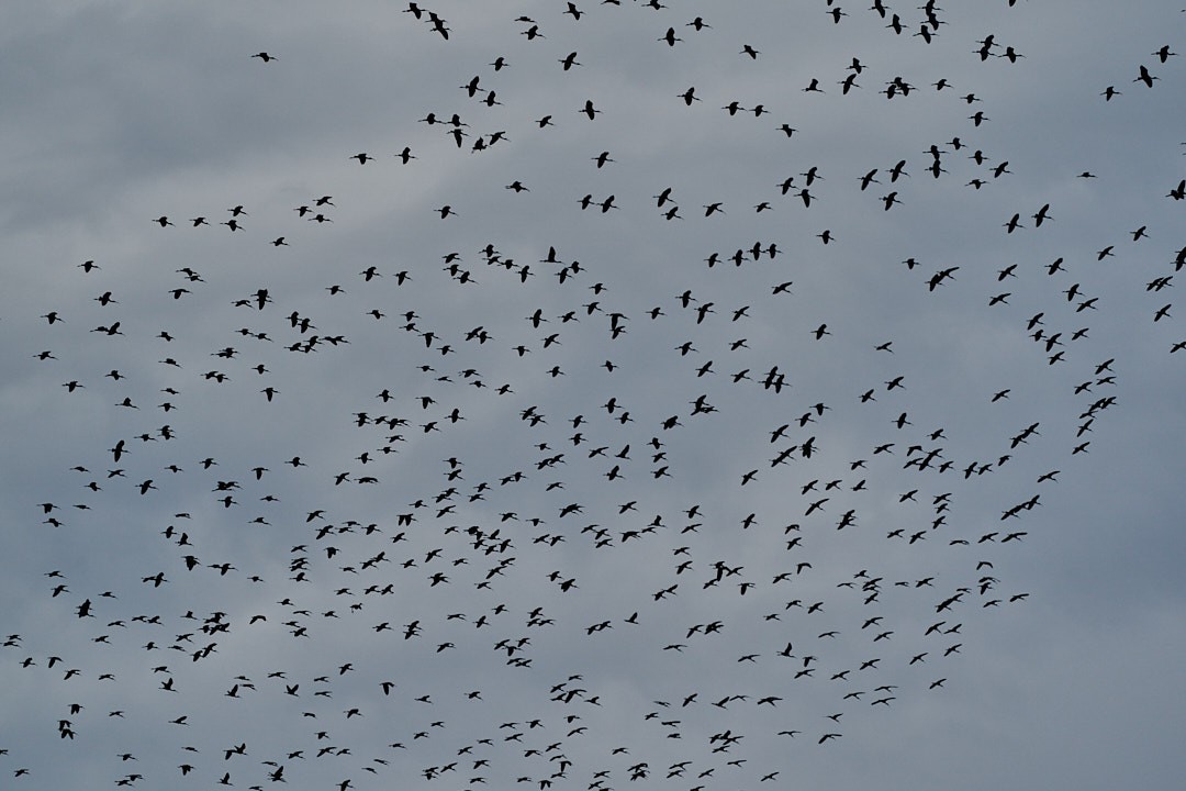 Glossy Ibis - ML646992016
