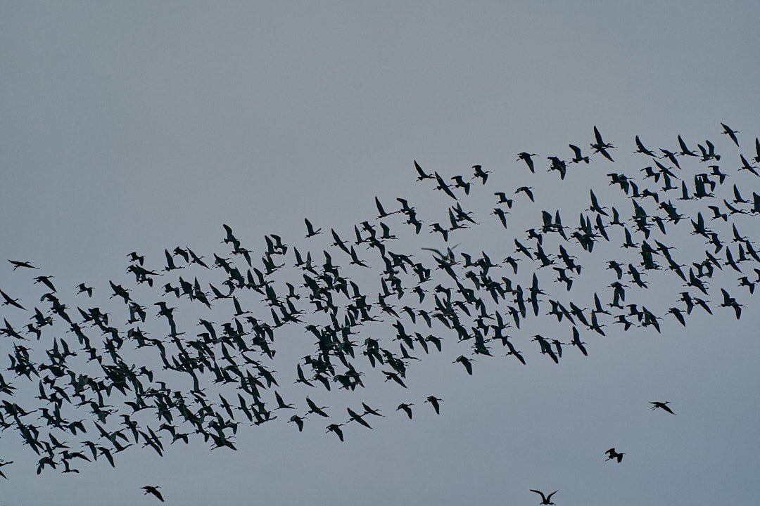 Glossy Ibis - ML646992017