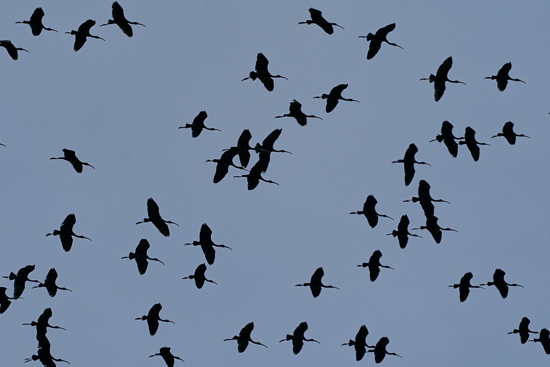 Glossy Ibis - ML646992018