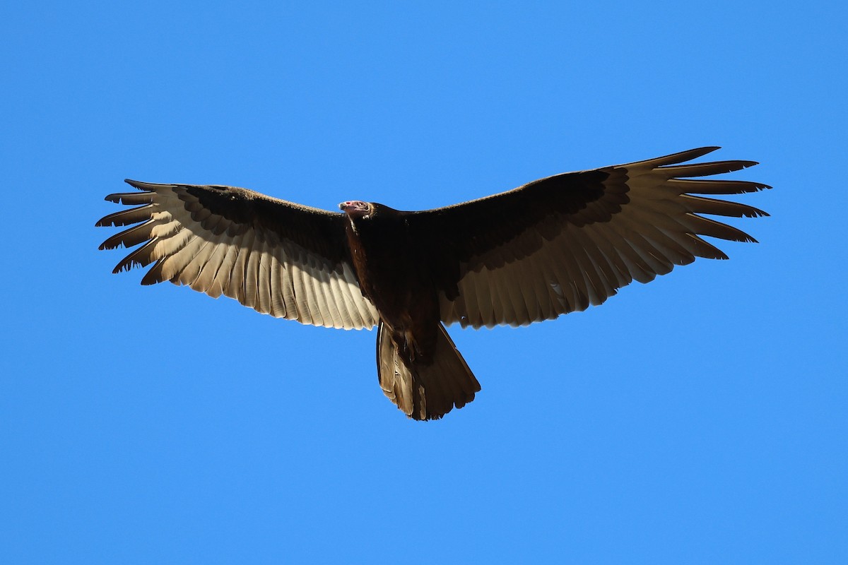 Turkey Vulture - ML646992019
