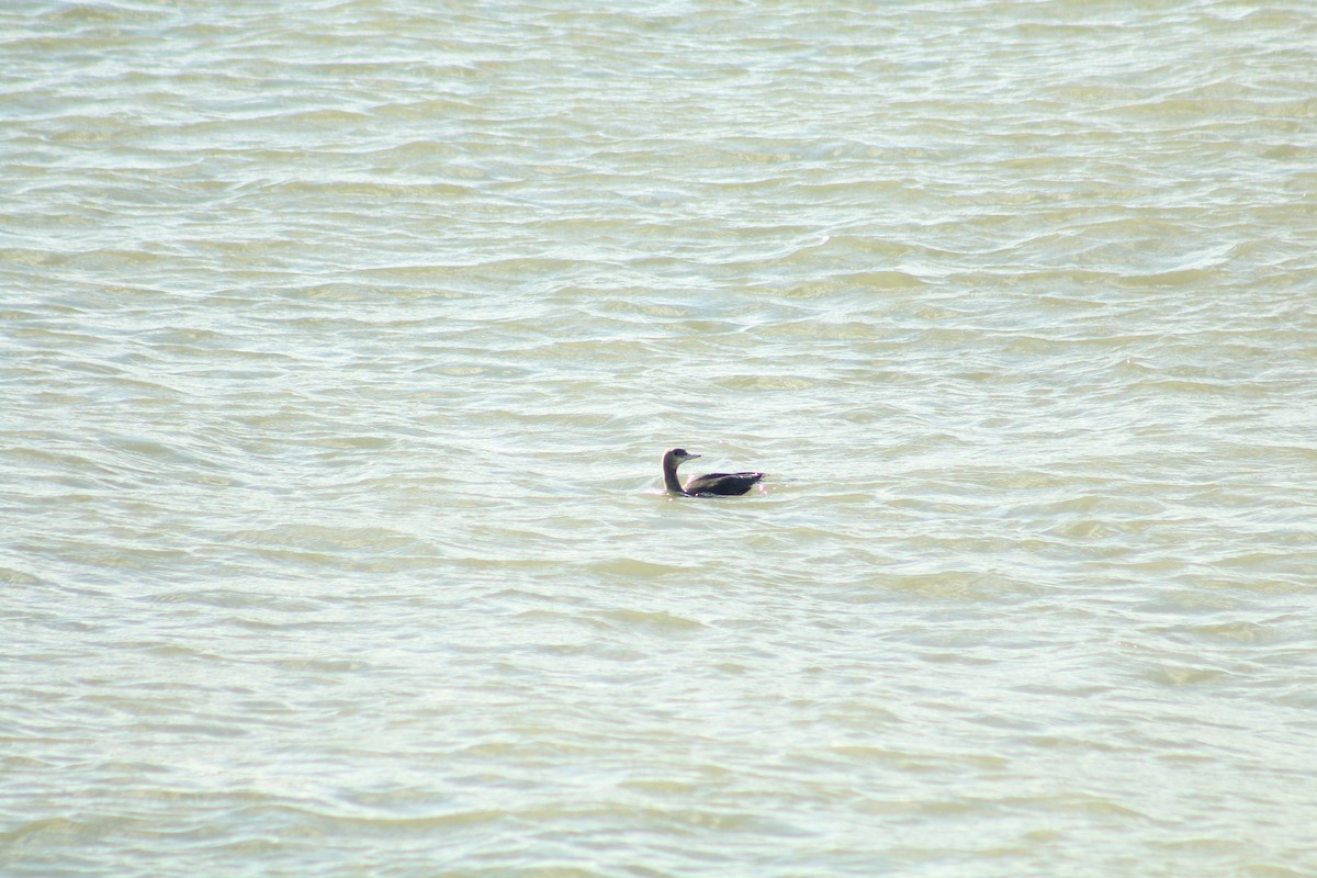 Plongeon catmarin - ML646992020