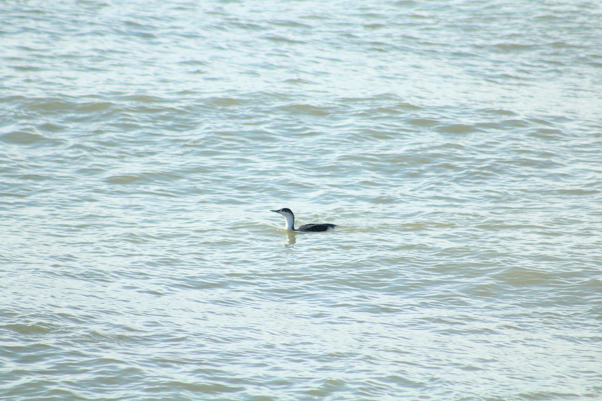 Plongeon catmarin - ML646992021