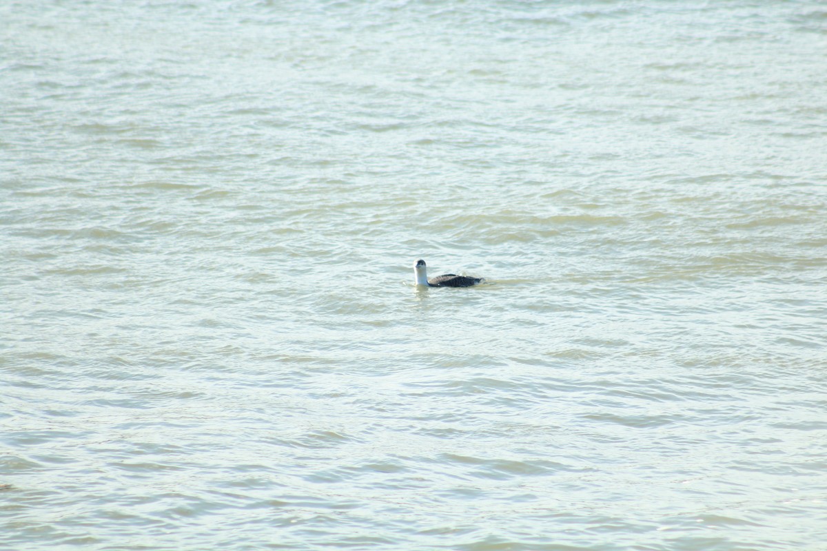 Plongeon catmarin - ML646992022