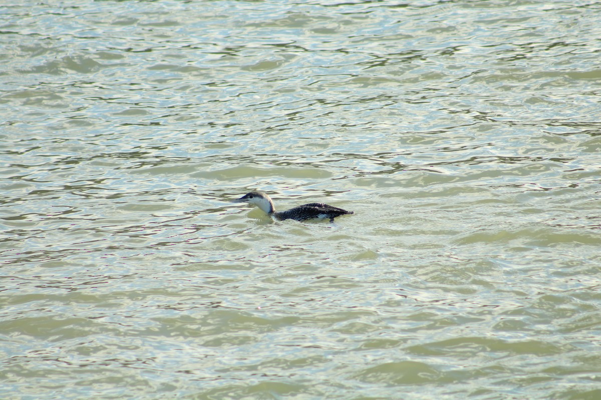 Plongeon catmarin - ML646992023