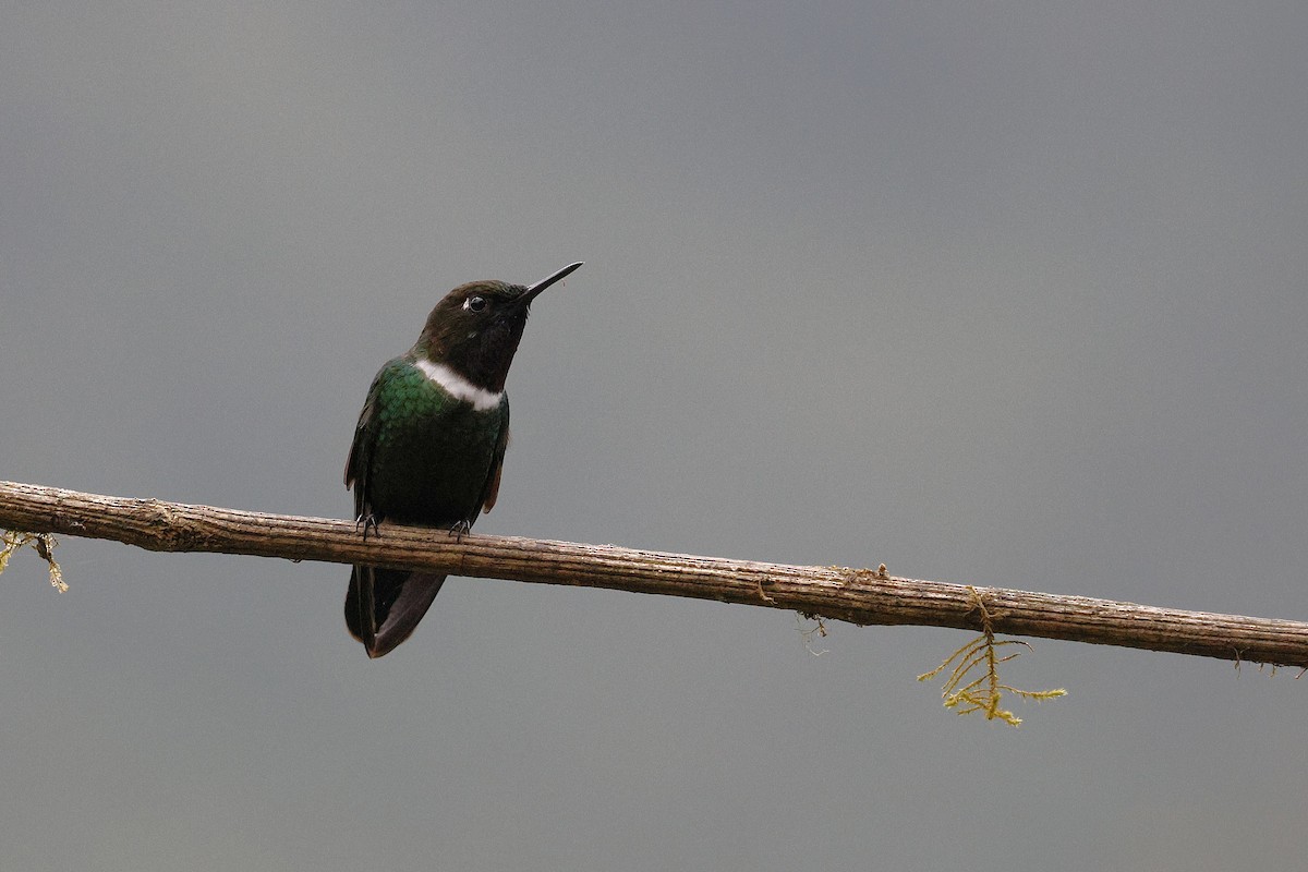 Gorgeted Sunangel - ML646992031