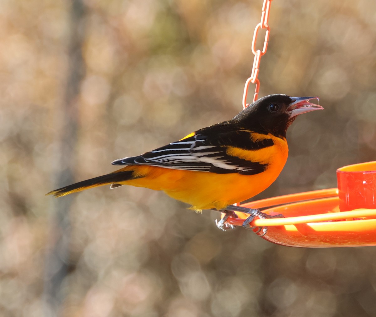 Baltimor Turpiyalı - ML646992033