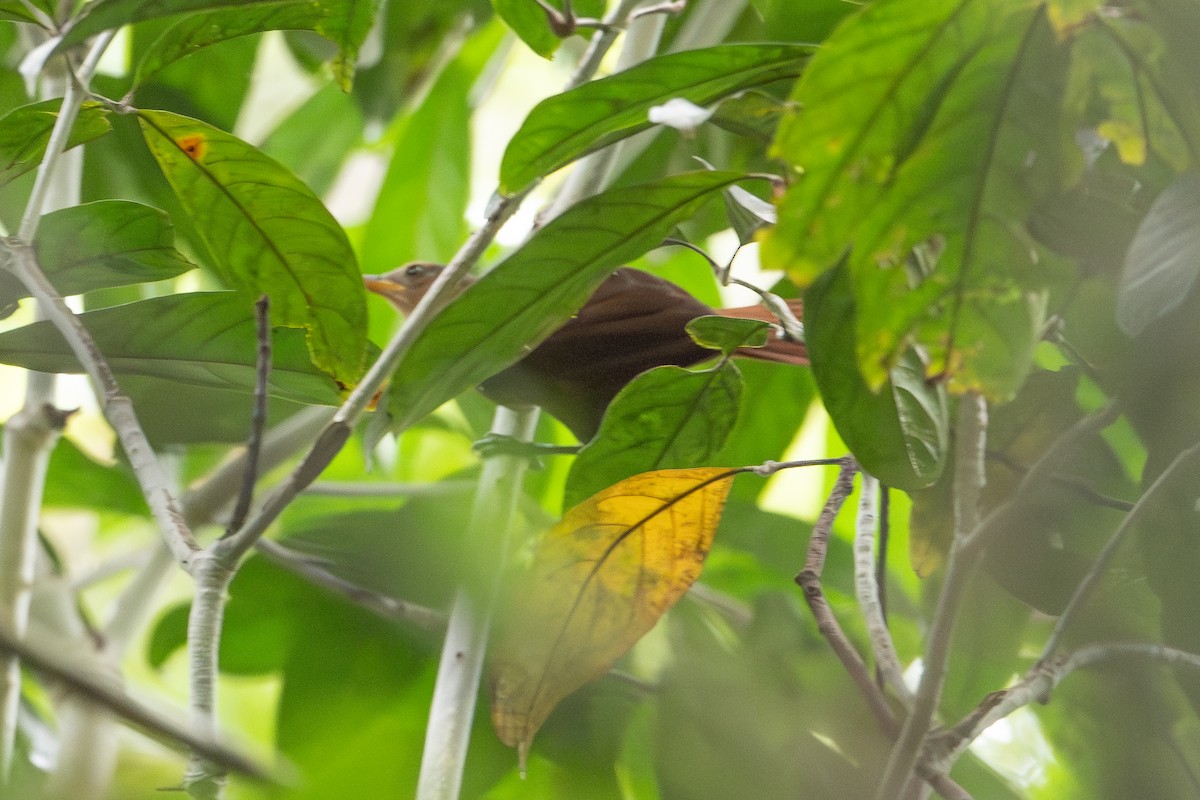 Beutelsäbler - ML646992035