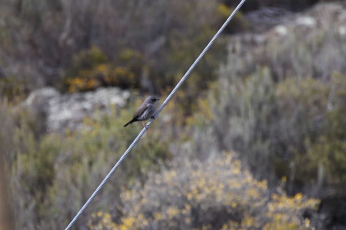 Dağ Esmer Bülbülü - ML646992036