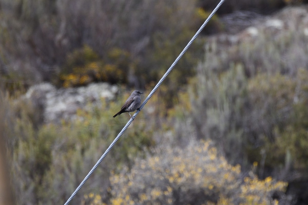 Dağ Esmer Bülbülü - ML646992037