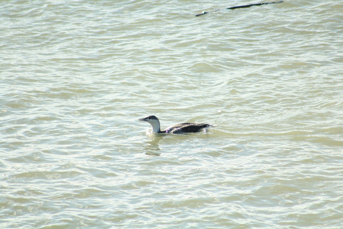 Plongeon catmarin - ML646992064