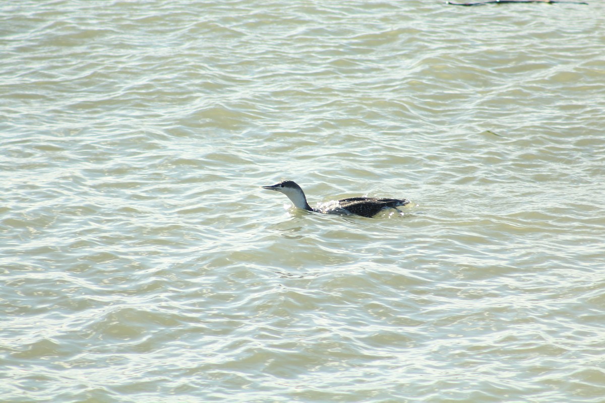 Plongeon catmarin - ML646992065