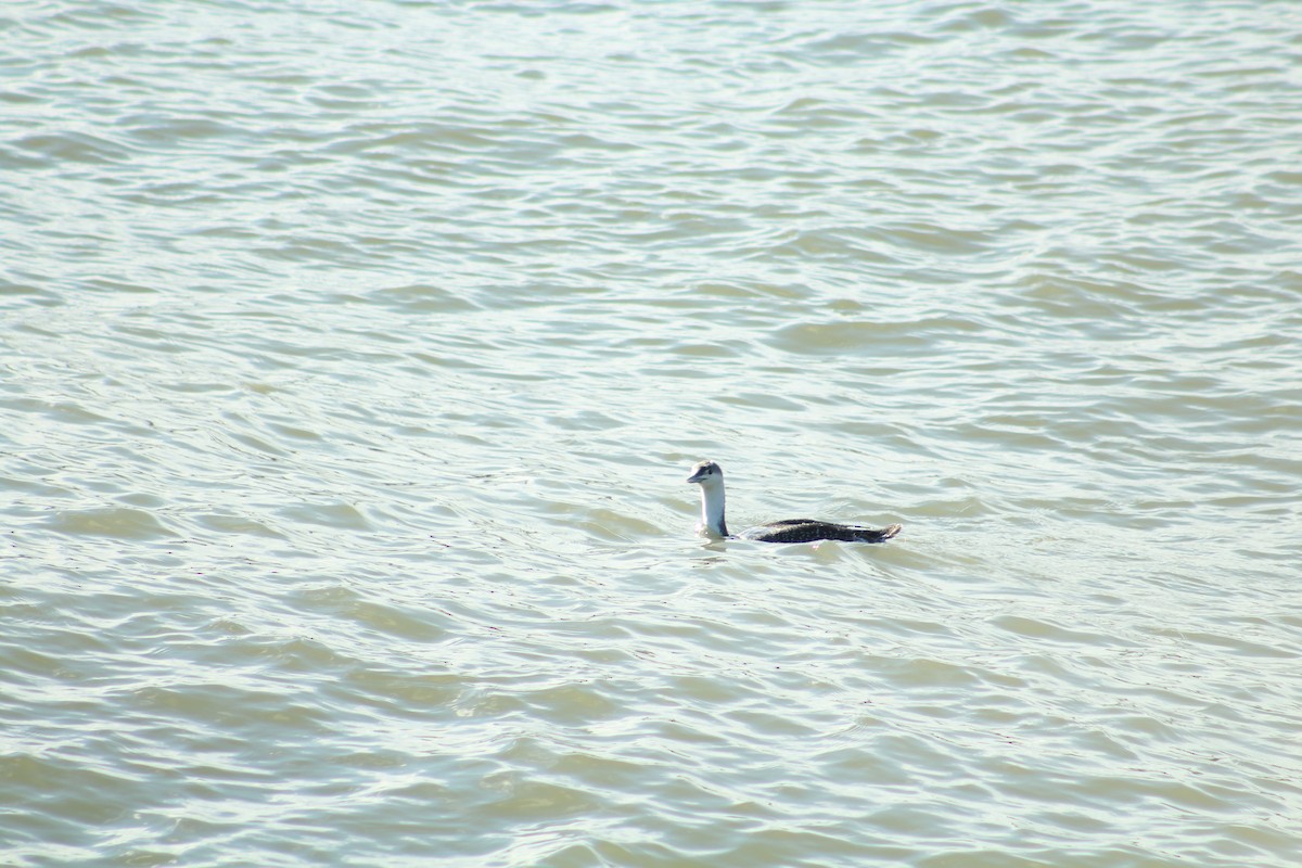 Plongeon catmarin - ML646992066