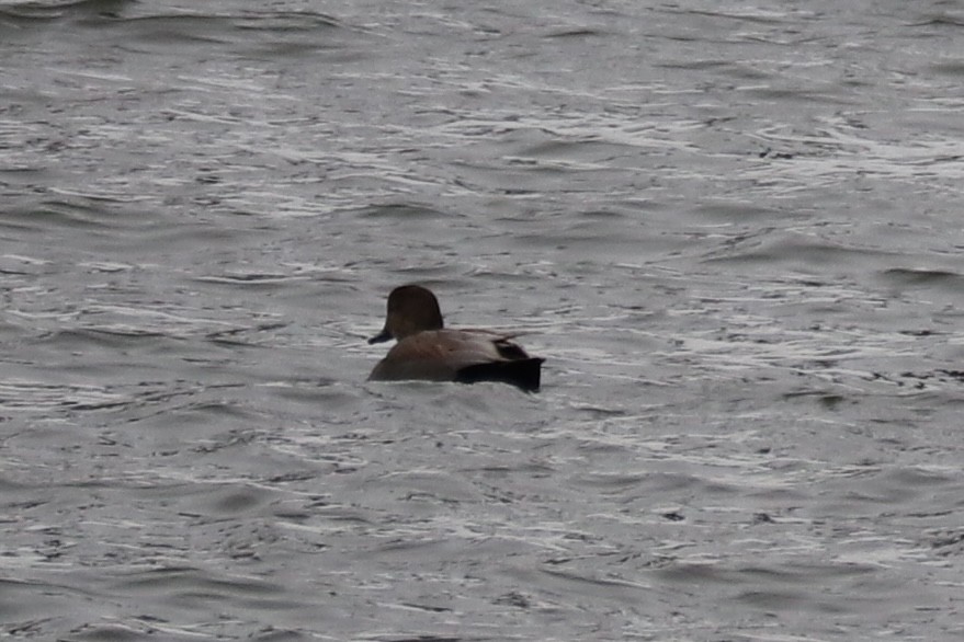 Gadwall - ML646992067