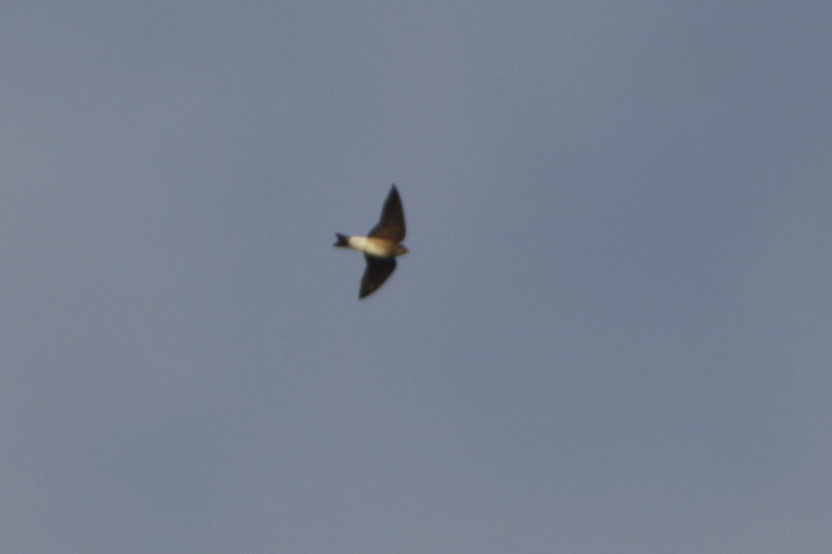 Graukehlschwalbe - ML646992072