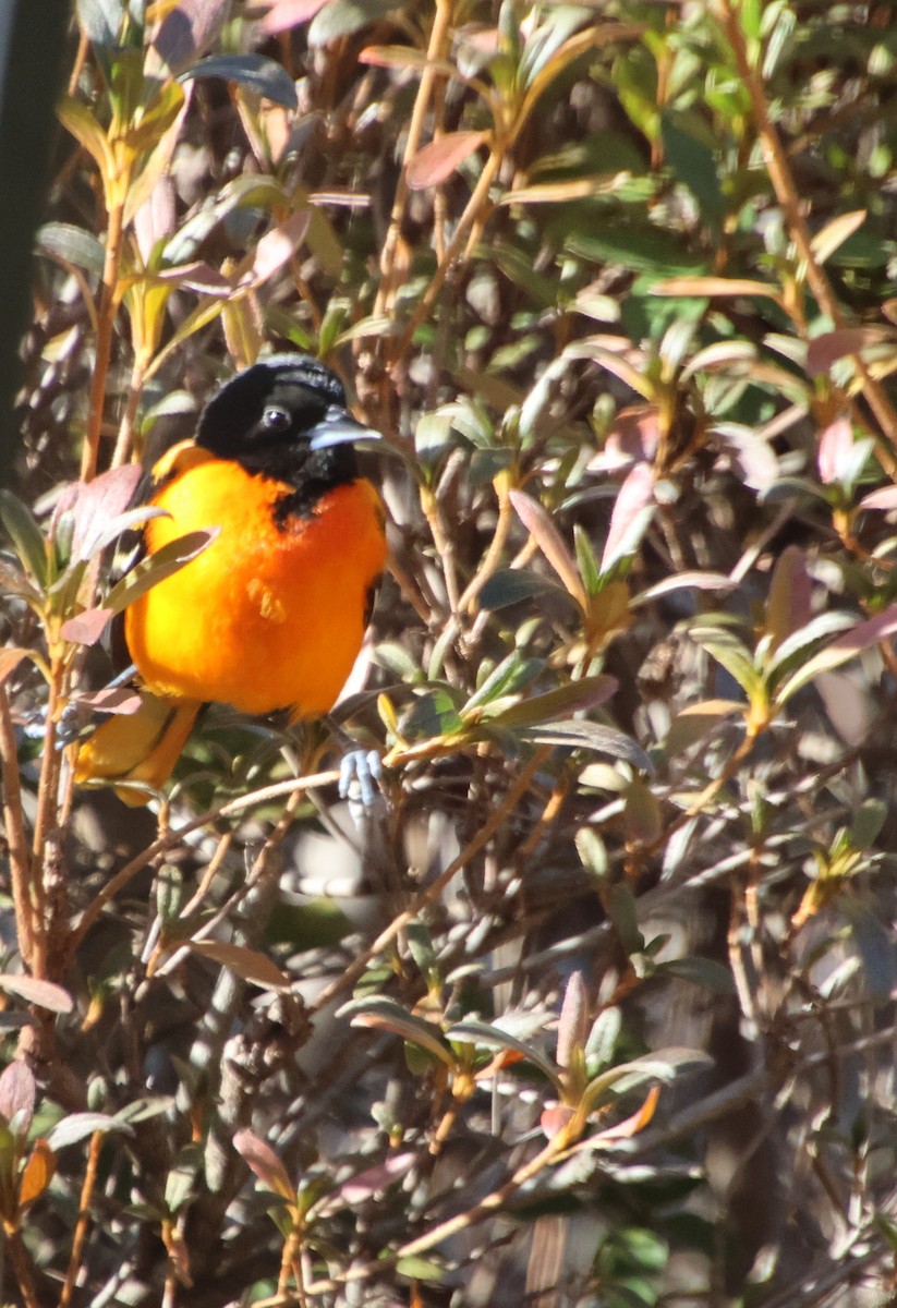 Baltimor Turpiyalı - ML646992074