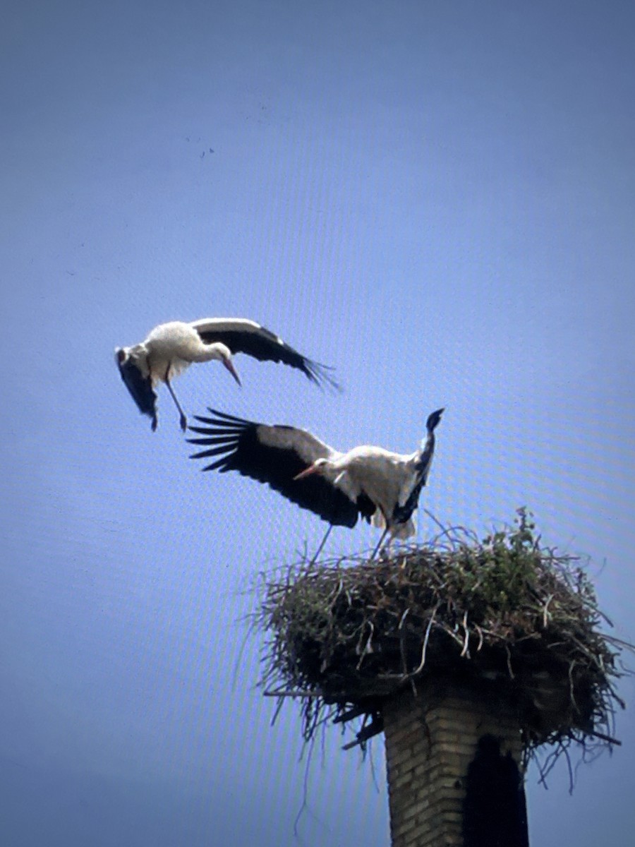 White Stork - ML646992076