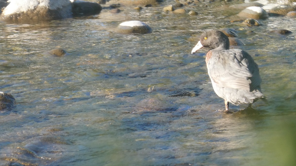 Canard bleu - ML646992078