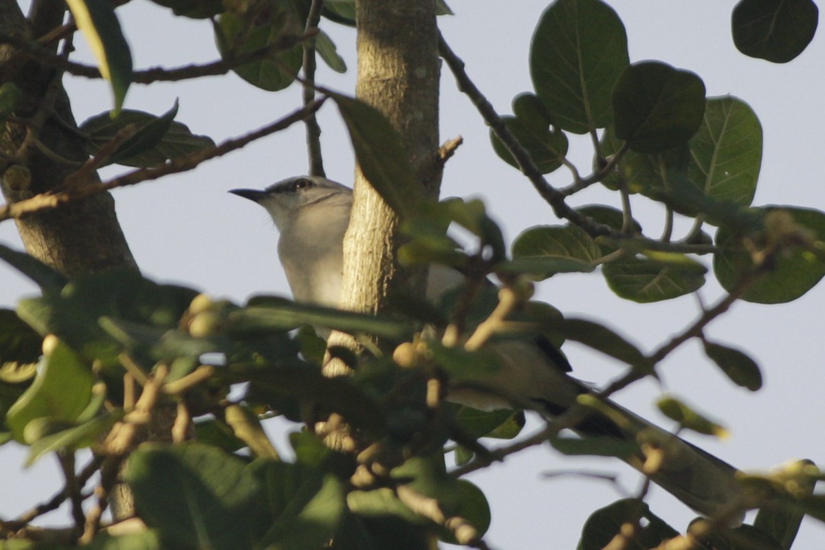 Tropenspottdrossel - ML646992080