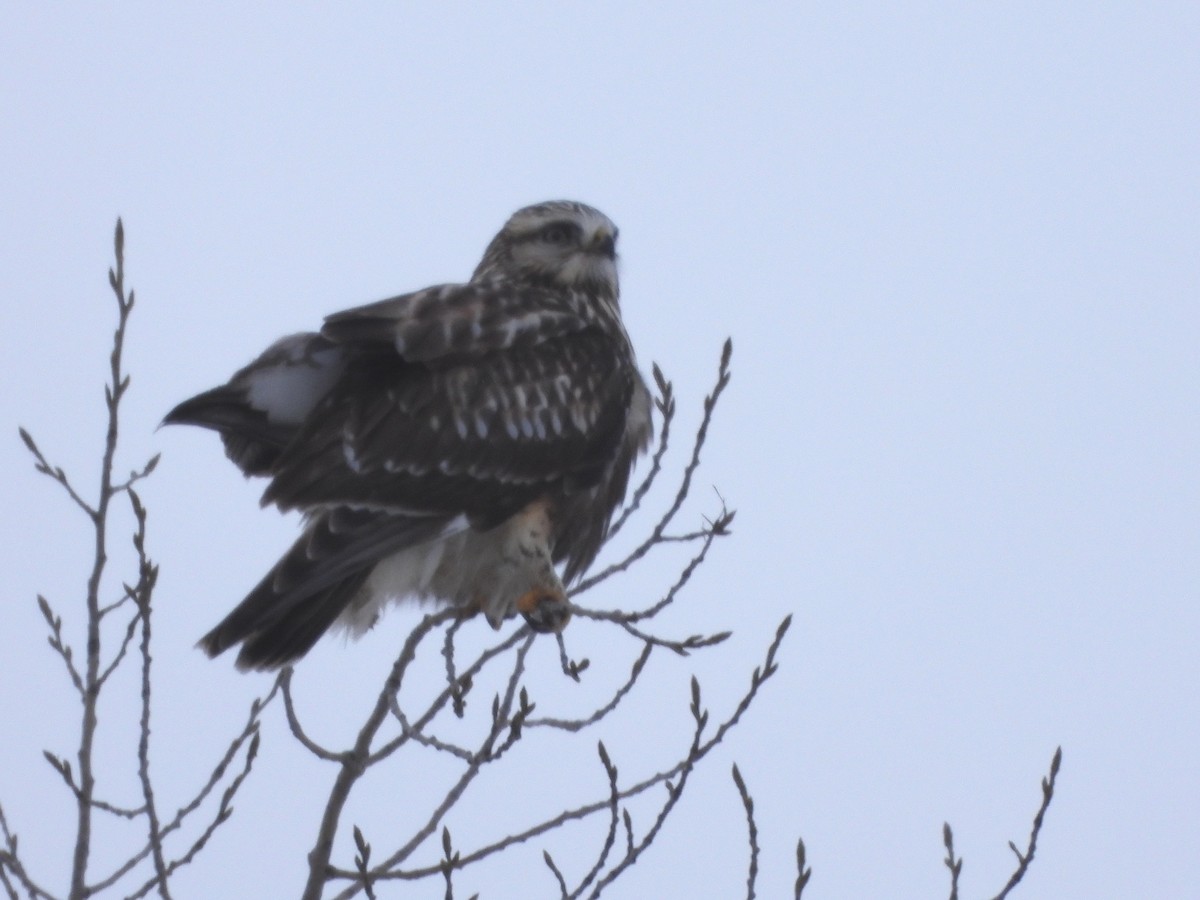 Raufußbussard - ML646992088