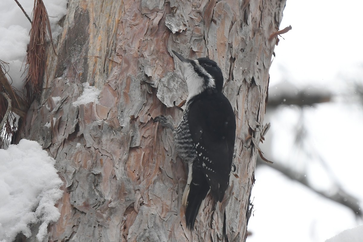 Black-backed Woodpecker - ML646992089