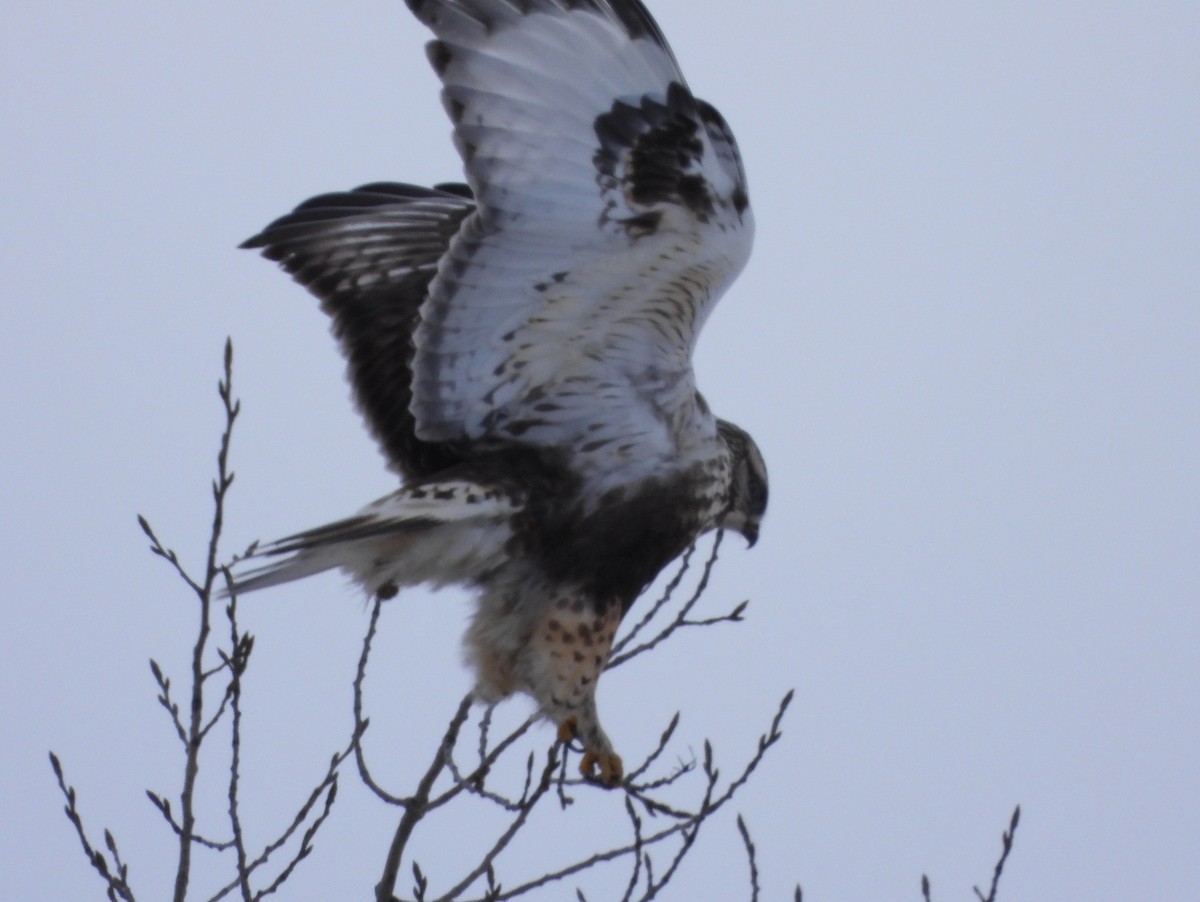 Raufußbussard - ML646992098