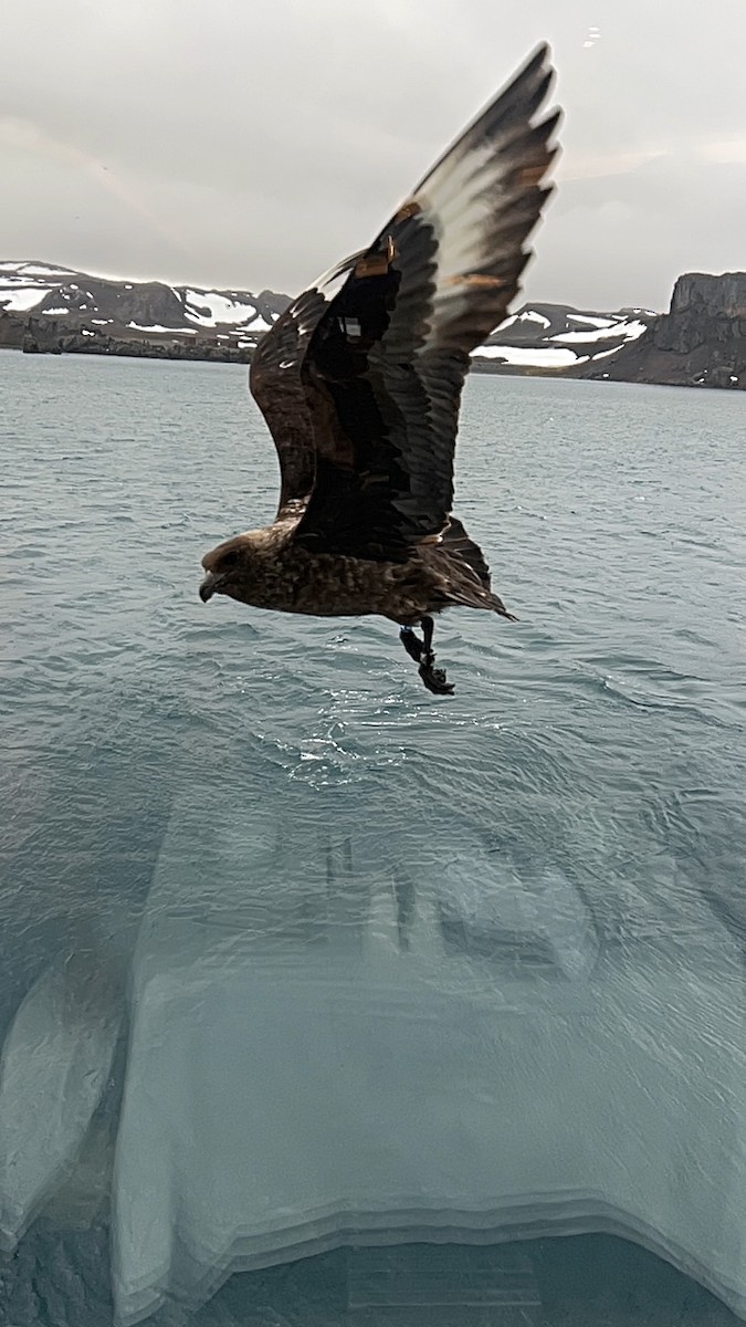 Brown Skua - ML646992099