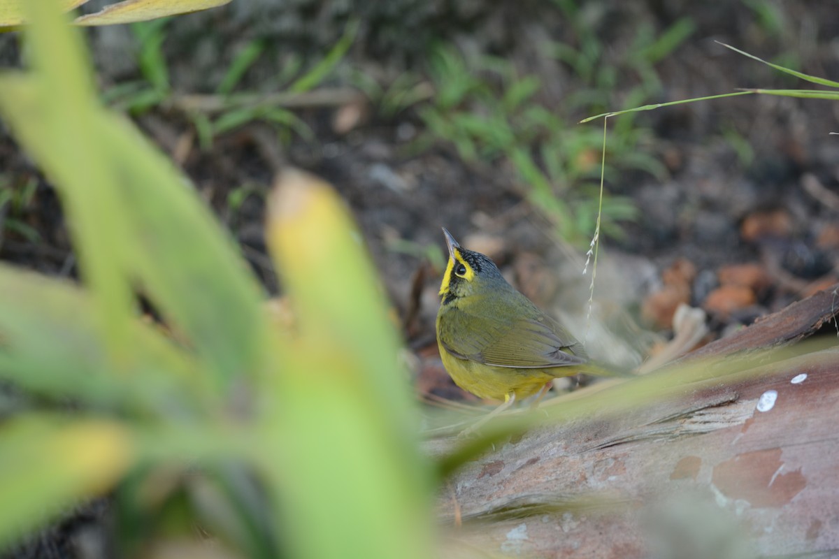 Paruline du Kentucky - ML646992107