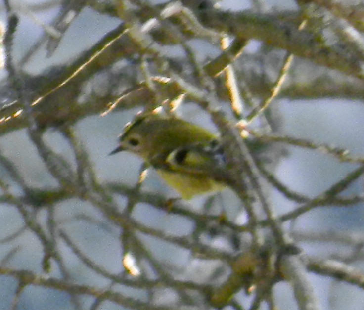 králíček obecný - ML646992109