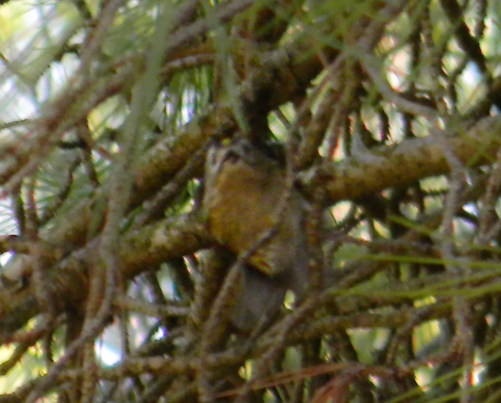 králíček obecný - ML646992110