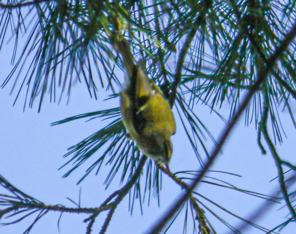 králíček obecný - ML646992111