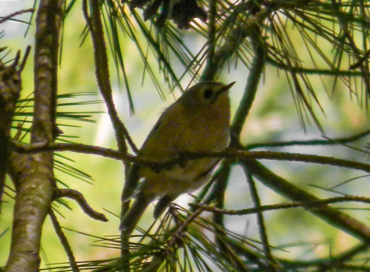 králíček obecný - ML646992112