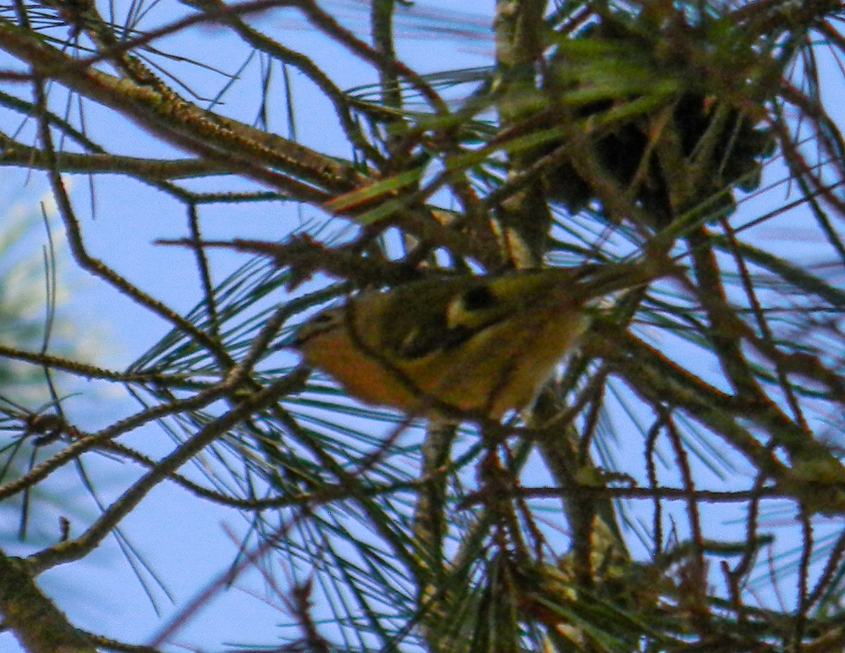 králíček obecný - ML646992113