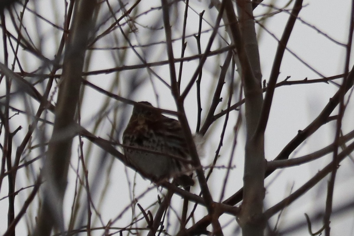 strnadec kaštanový - ML646992114