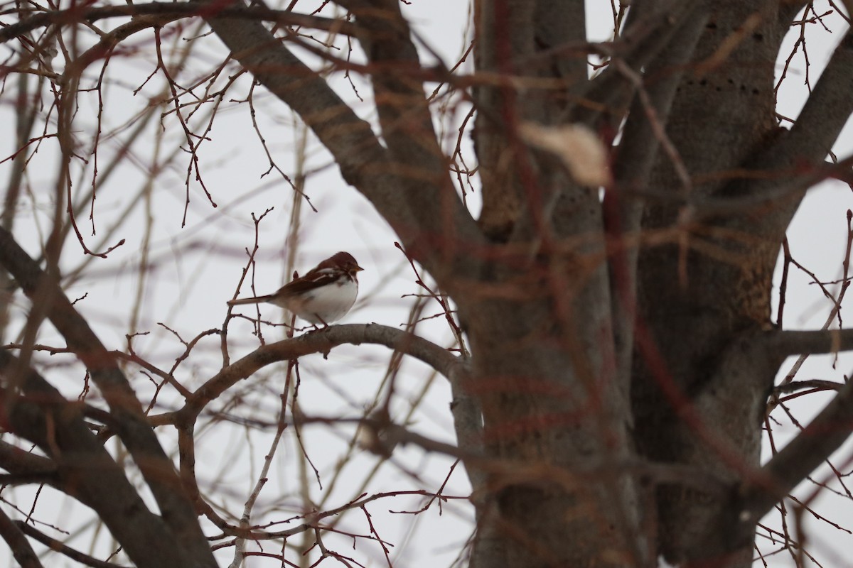 strnadec kaštanový - ML646992115