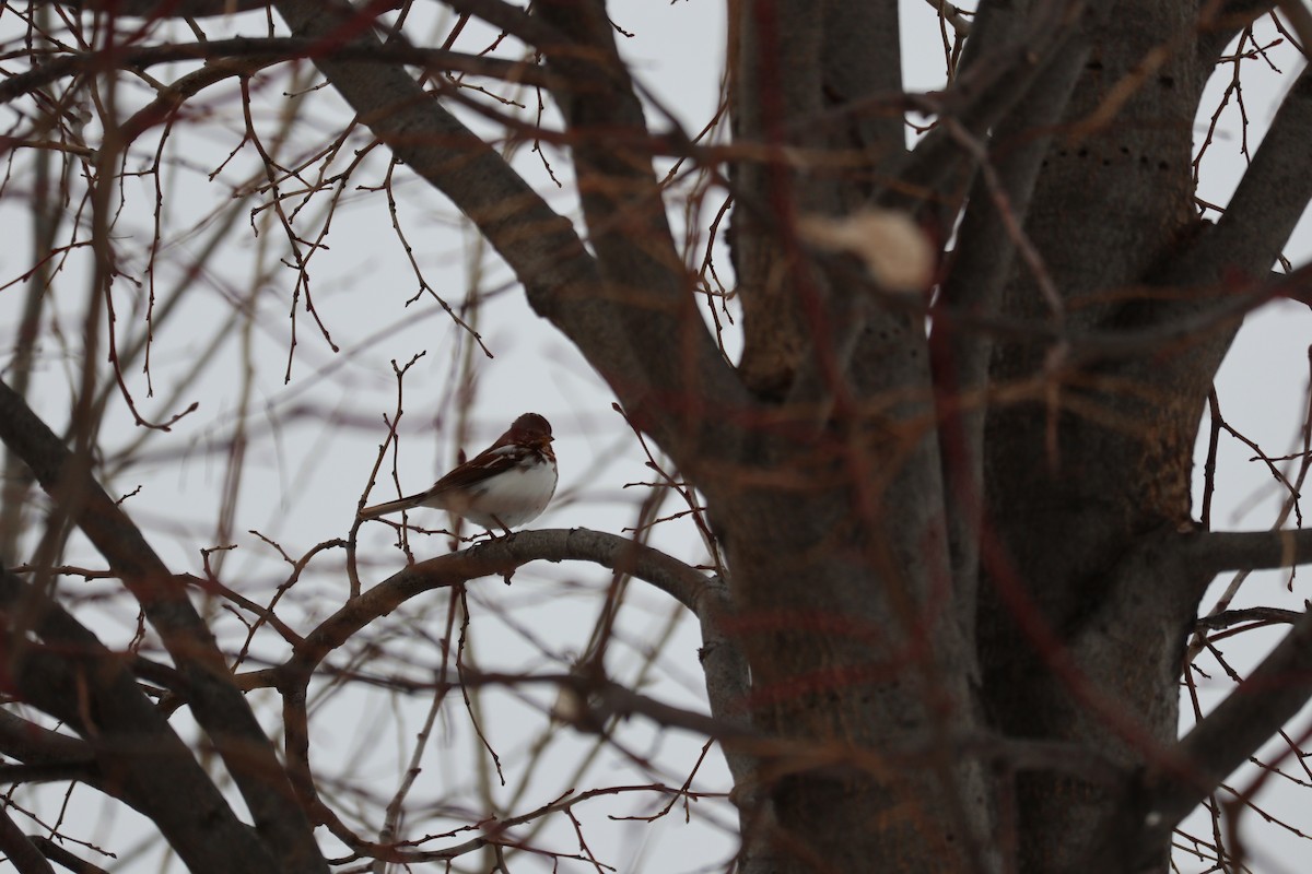 strnadec kaštanový - ML646992116