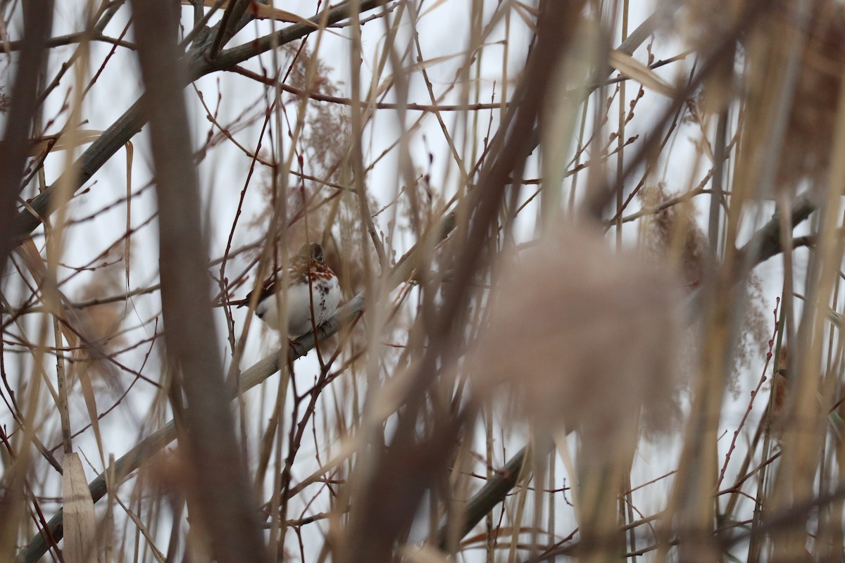 strnadec kaštanový - ML646992117