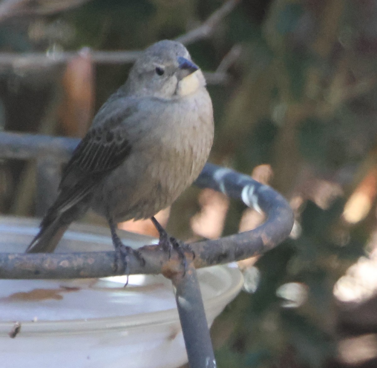 Boz Başlı İnekkuşu - ML646992123