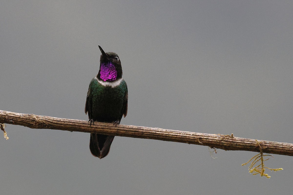 Gorgeted Sunangel - ML646992127