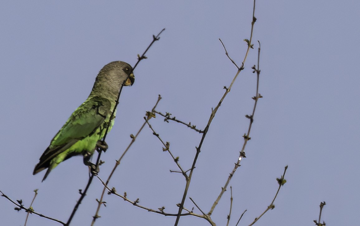 Буроголовый попугай - ML646992129