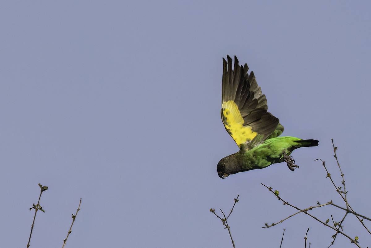 Буроголовый попугай - ML646992130