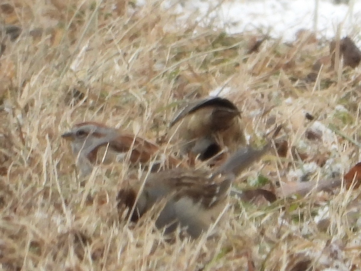 bjørkespurv - ML646992139