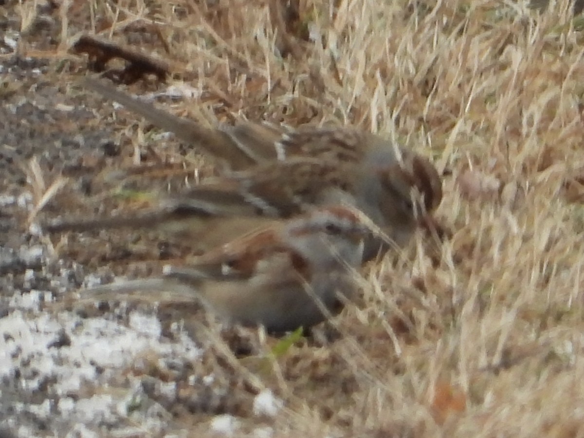 bjørkespurv - ML646992140