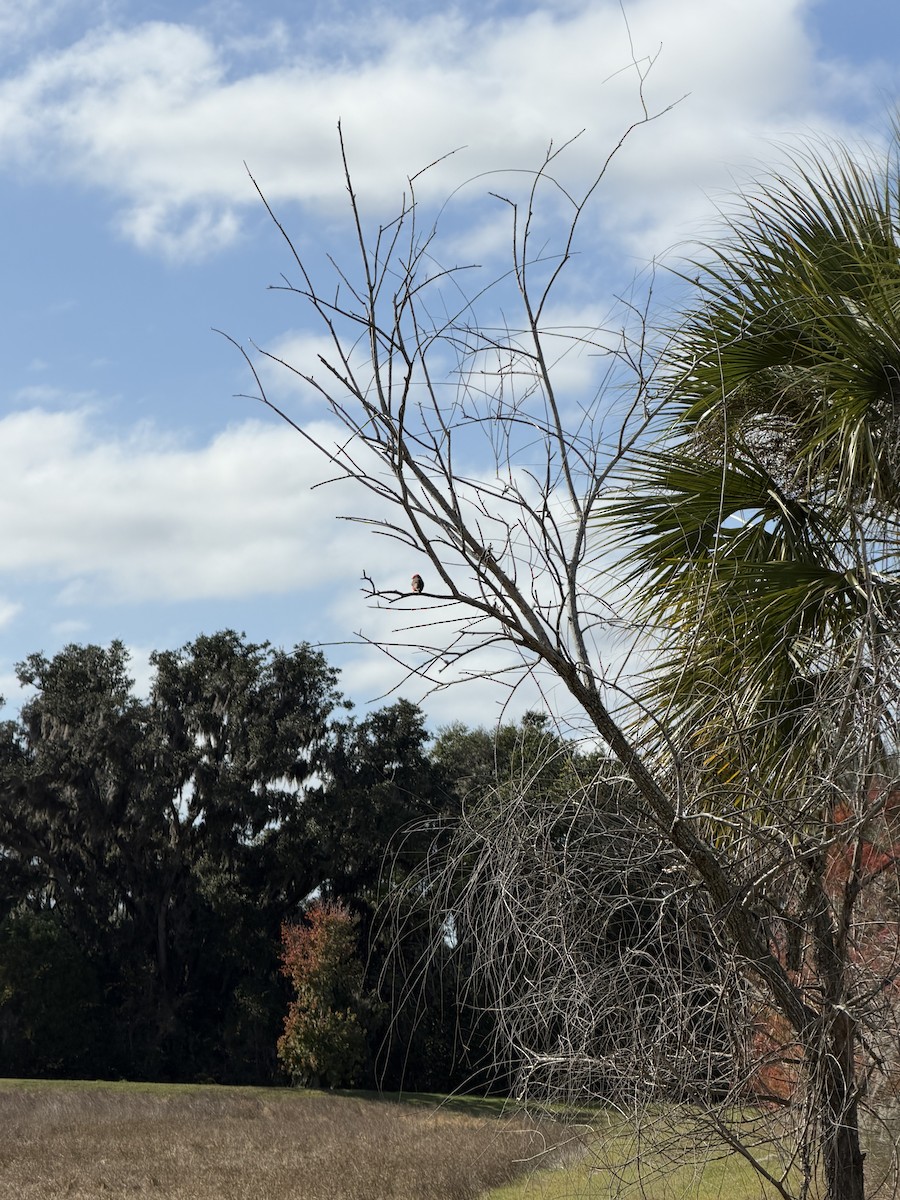 Красный мухолов - ML646992145