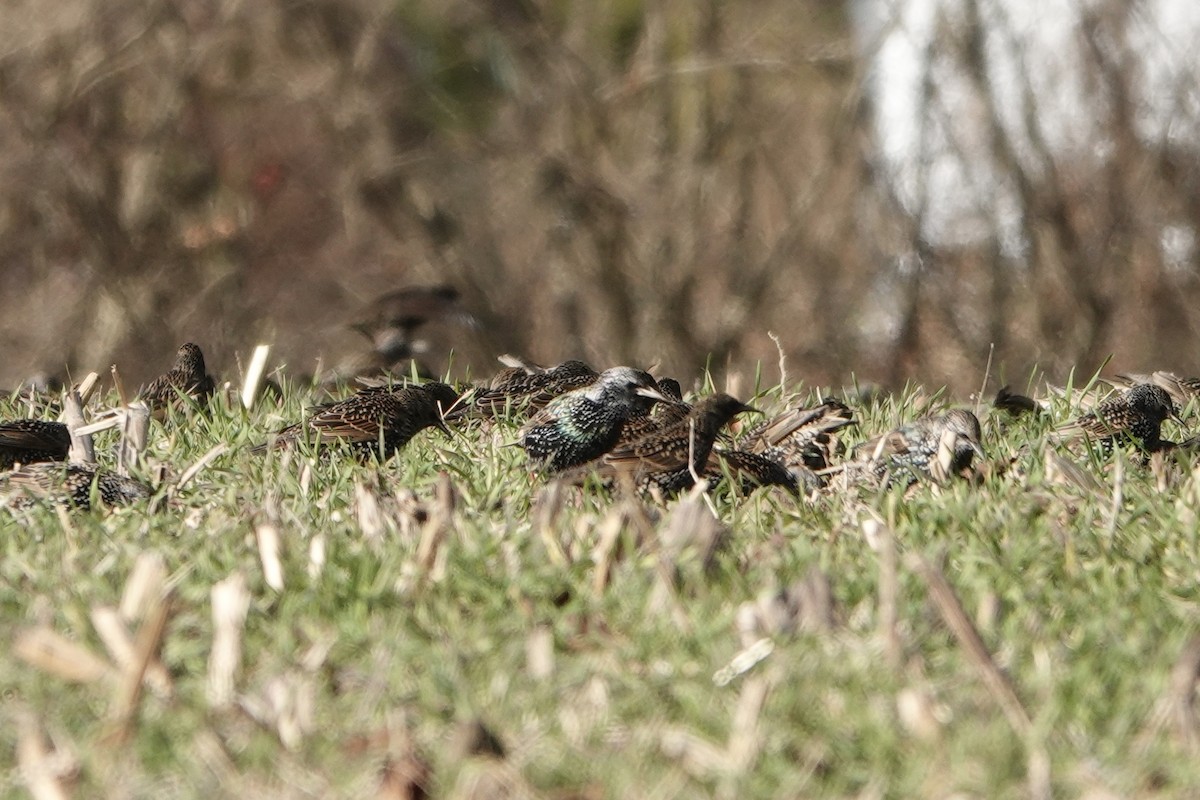 European Starling - ML646992148