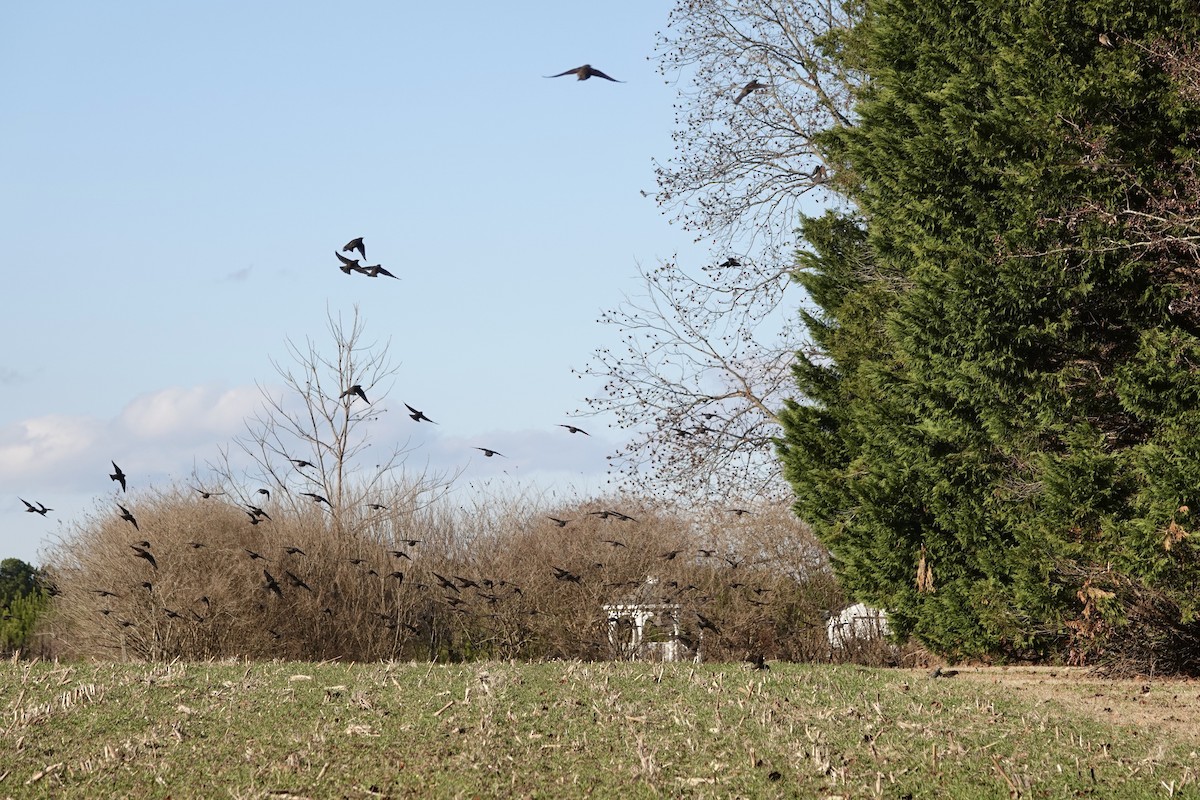 European Starling - ML646992149